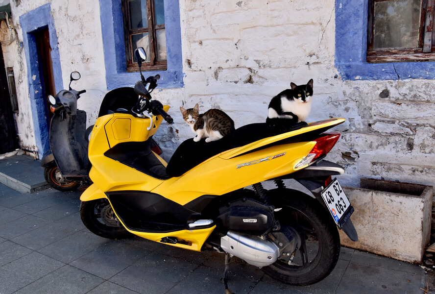 Cats on a Bike. Bodrum.