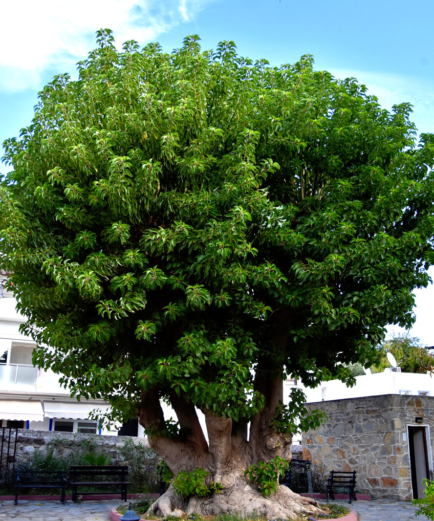Six-Trunk Tree at the Mausoleum. Bodrum.