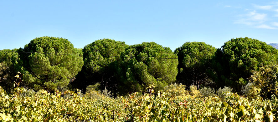 Pine Nut Trees & Grapes near Pergamon. Pergamon – Visiting Turkey’s Roman Stronghold.