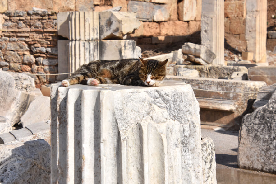 Sleeping Cat. Ephesus – Visiting Turkey's Most Impressive Ruins.
