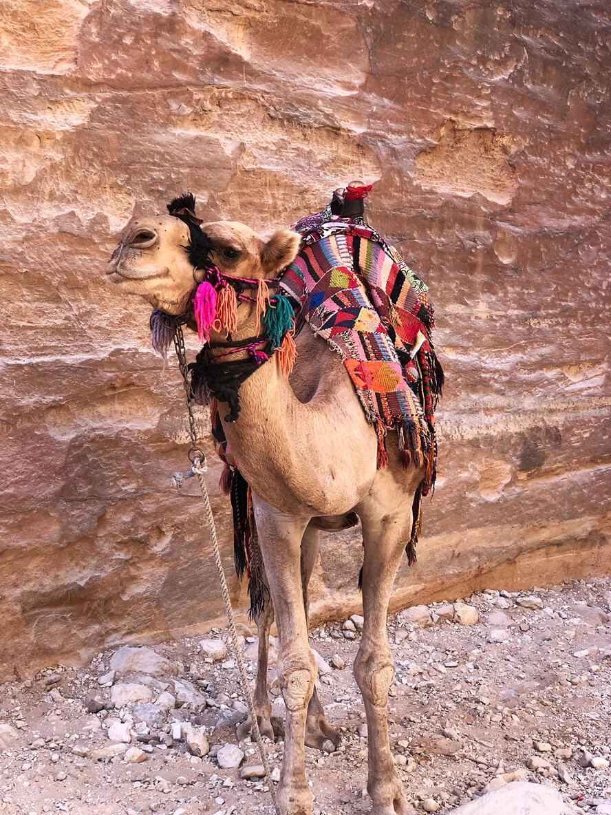 Camel: The Ancient Cities, Vast Deserts, and Salty Seas of Jordan.