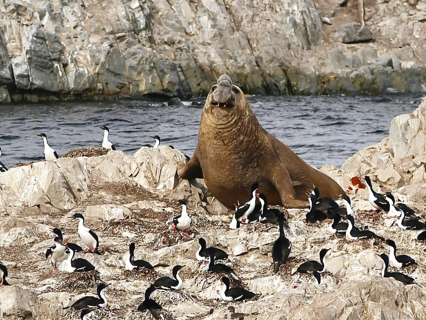 Seal lion | Location: Ushuaia,  Argentina