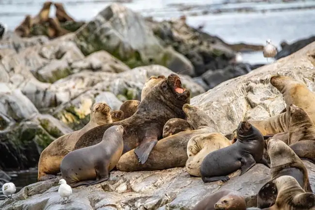 South American Sea Lions while on Beagle Channel Cruise | Location: Ushuaia,  Argentina