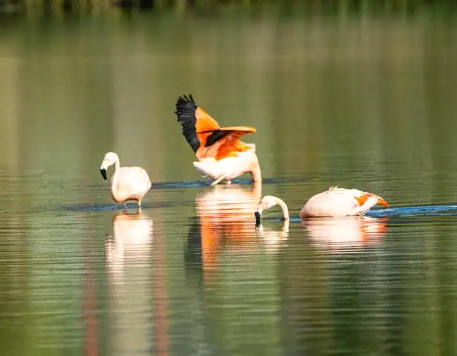 Chilean Flamingos | Location: El Calafate,  Argentina