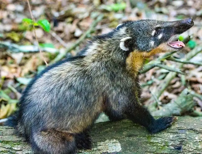 Coatimundi | Location: Iguazu Falls,  Argentina