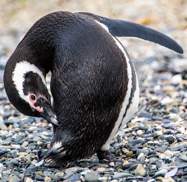 Magellanic Penguins while on Beagle Channel Cruise | Location: Ushuaia,  Argentina