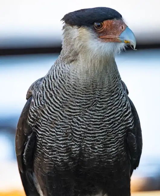 Southern-Crested Caracara | Location: Bariloche,  Argentina