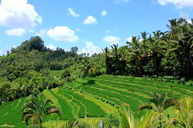 Rice Terrace | Location: Indonesia