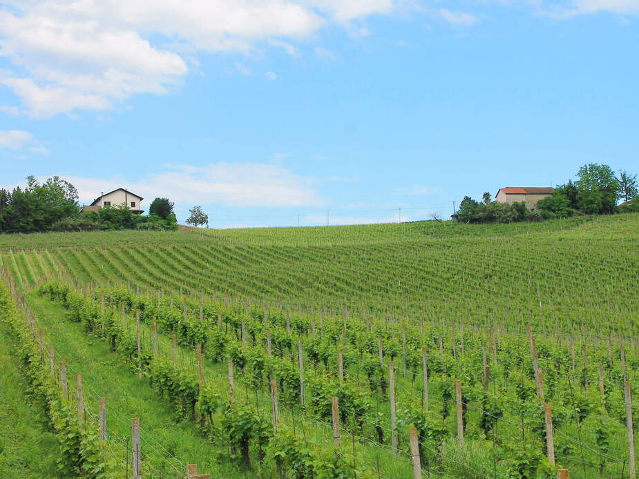 Nizza Monferrato, Vineyard | Location: Asti,  Italy