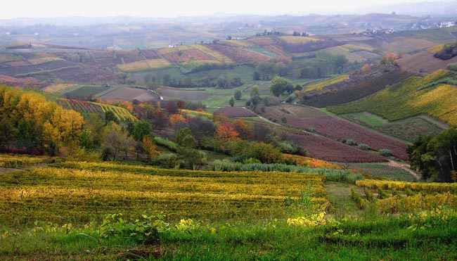 Monferrato Hills | Location: Torino,  Italy