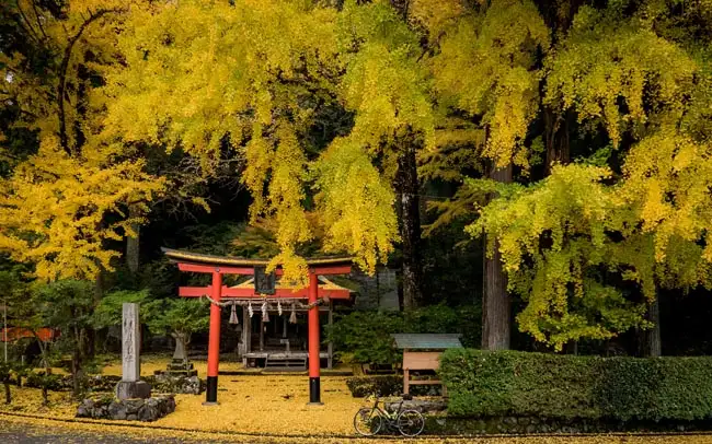 Fall Colour | Location: Japan