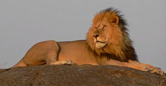 Adult Male lion surveying his horizon | Location: Maasai Mara,  Kenya