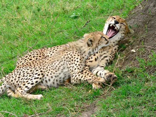 Mother and Baby Cheetah | Location: Kenya