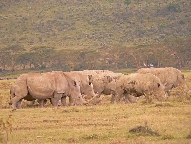 A Crash (group) of Rhinos in the Savannah | Location: Kenya