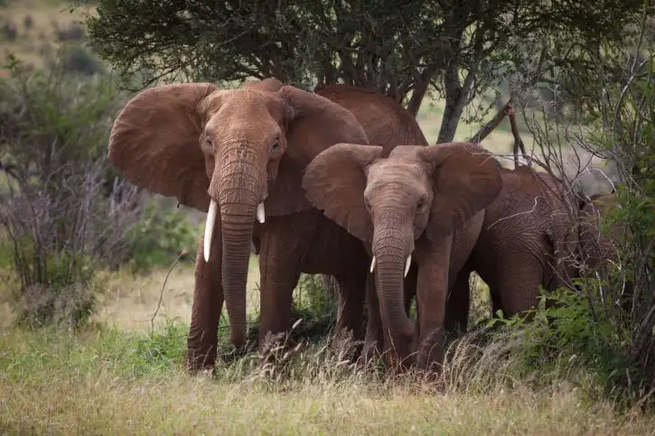 Elewana Loisaba Tented Camp | Location: Loisaba Conservancy,  Kenya