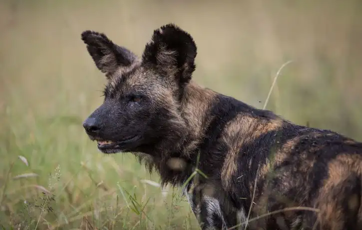 Wild dog | Location: Loisaba Conservancy,  Kenya