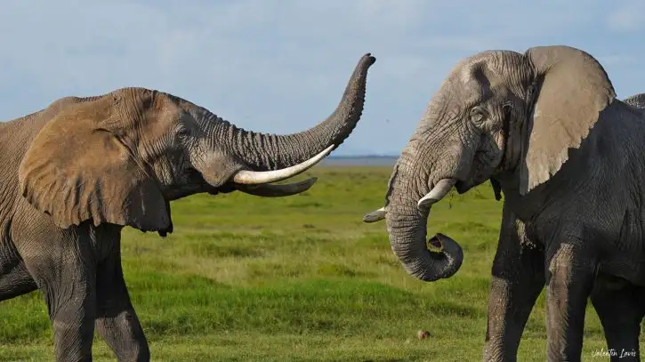 Elewana Tortilis Camp Amboseli | Location: Amboseli National Park,  Kenya