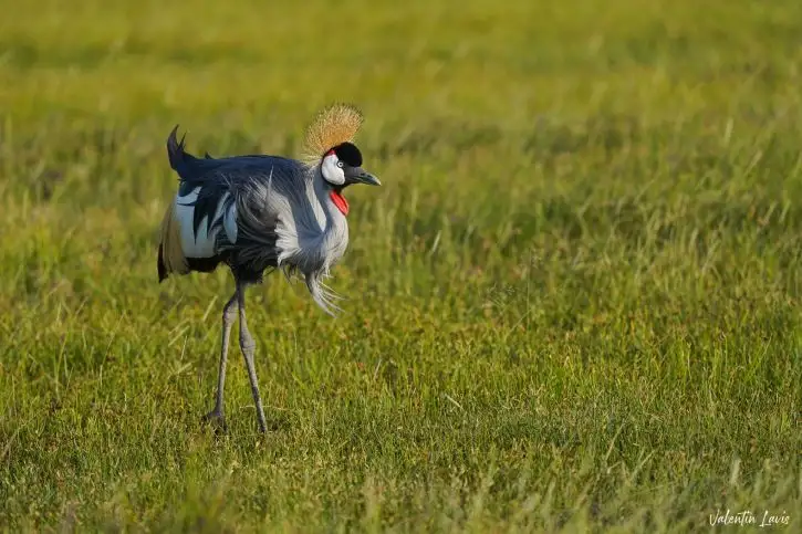 Elewana Tortilis Camp Amboseli | Location: Amboseli National Park,  Kenya