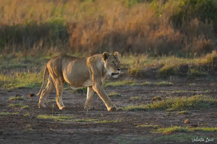 Location: Kenya