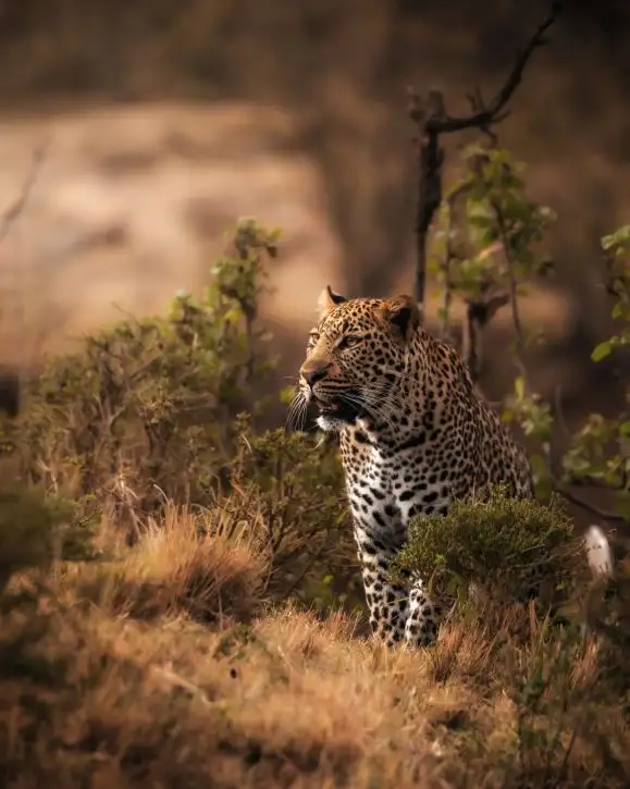 Elewana Loisaba Tented Camp | Location: Loisaba Conservancy,  Kenya