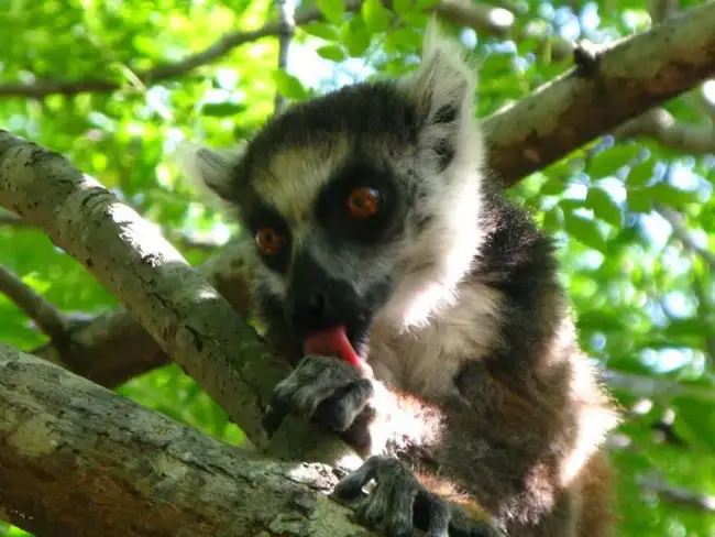 A Ring-Tailed Lemur, The national animal of Madagascar | Location: Madagascar