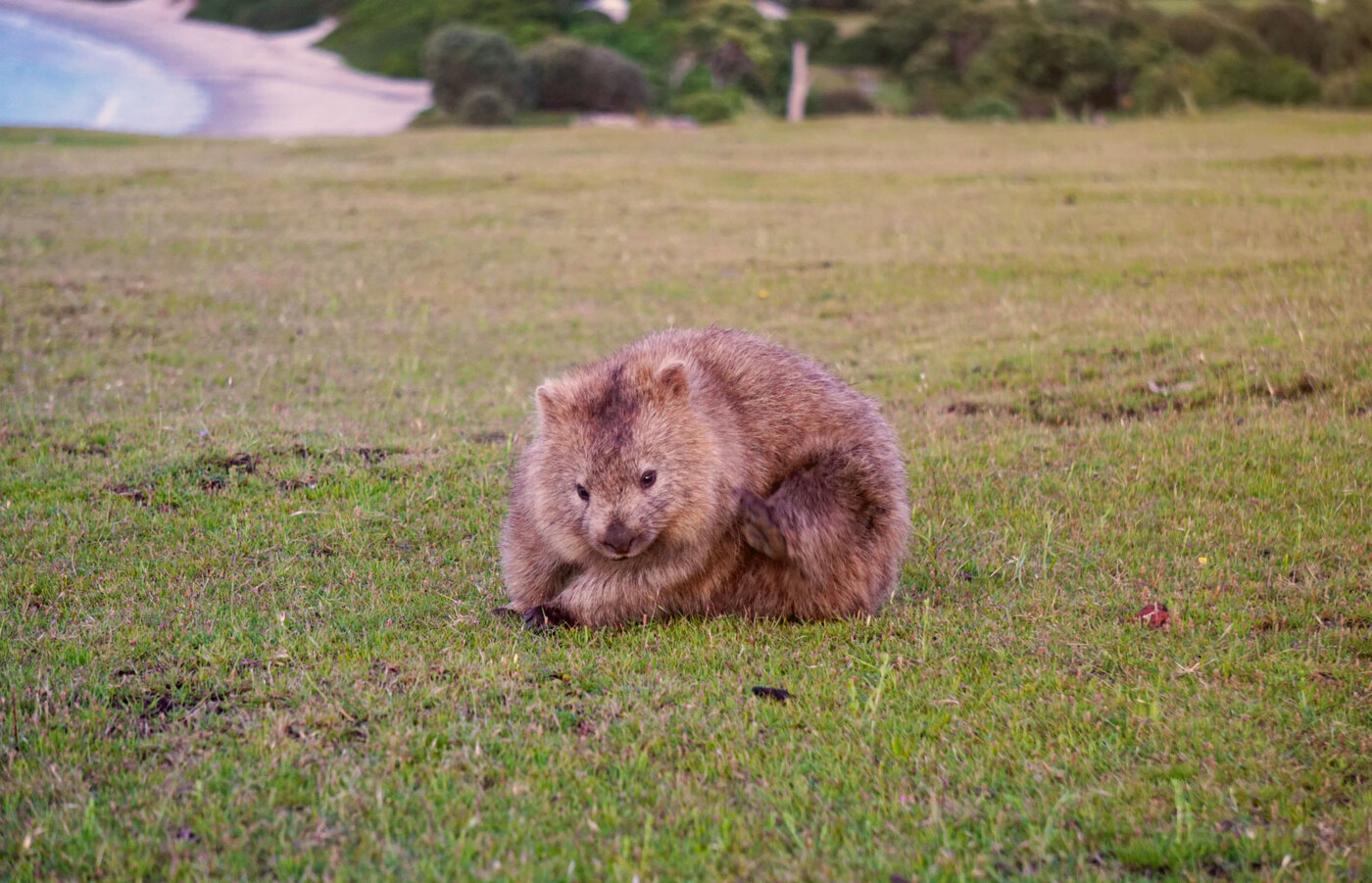 Wombat on Maria Island | Location: Freycinet National Park,  Australia