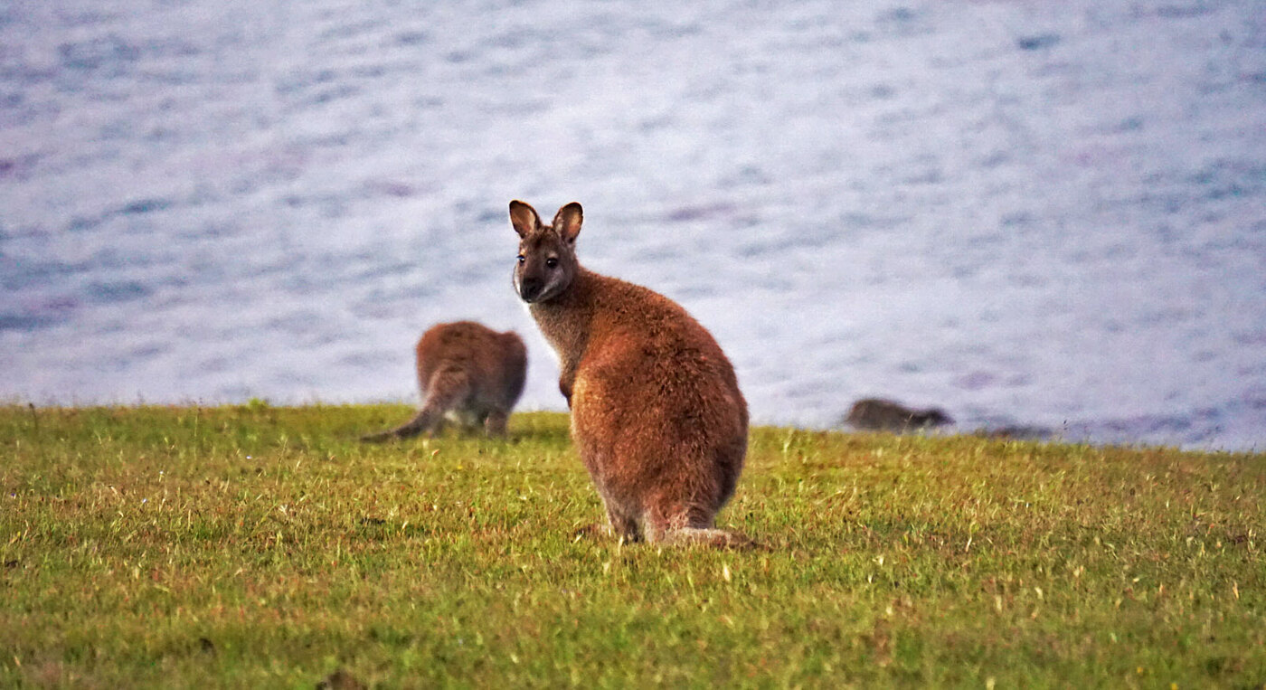 Kangaroo on Maria Island | Location: Freycinet National Park,  Australia