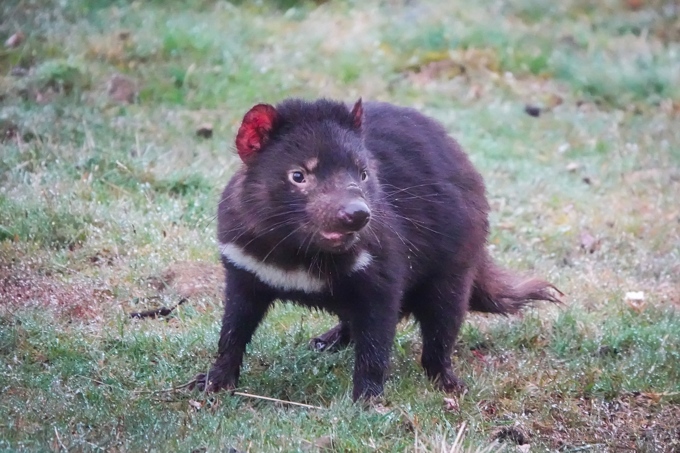 Tasmanian Devil | Location: Freycinet National Park,  Australia