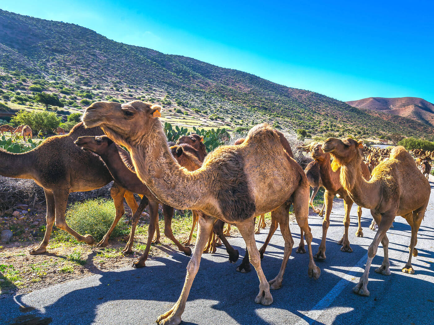 Mauritania | Location: Mauritania