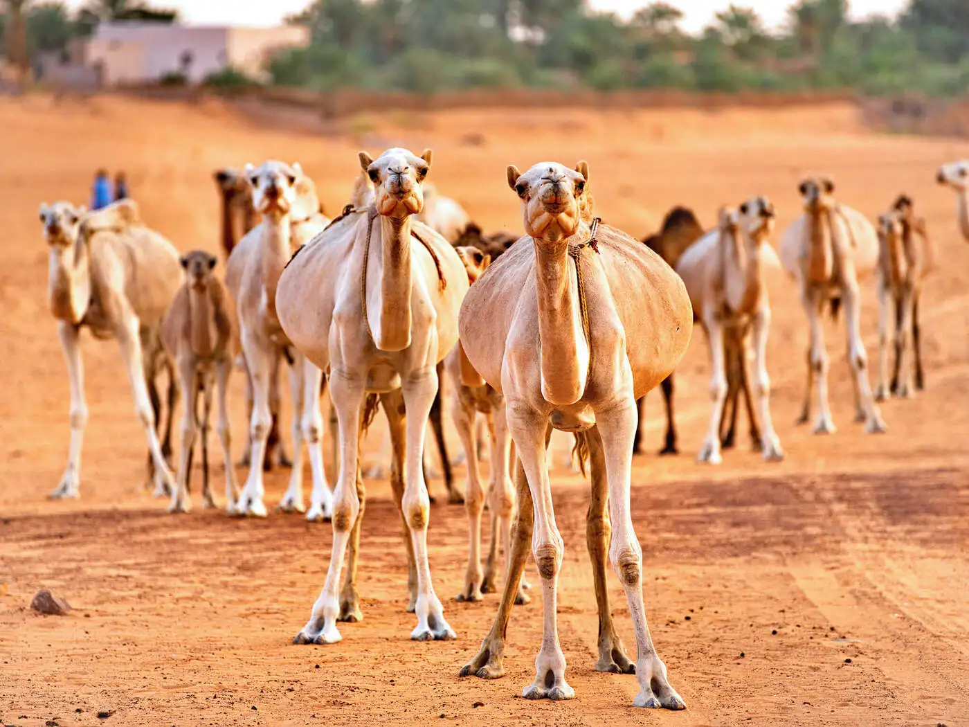 Mauritania | Location: Mauritania