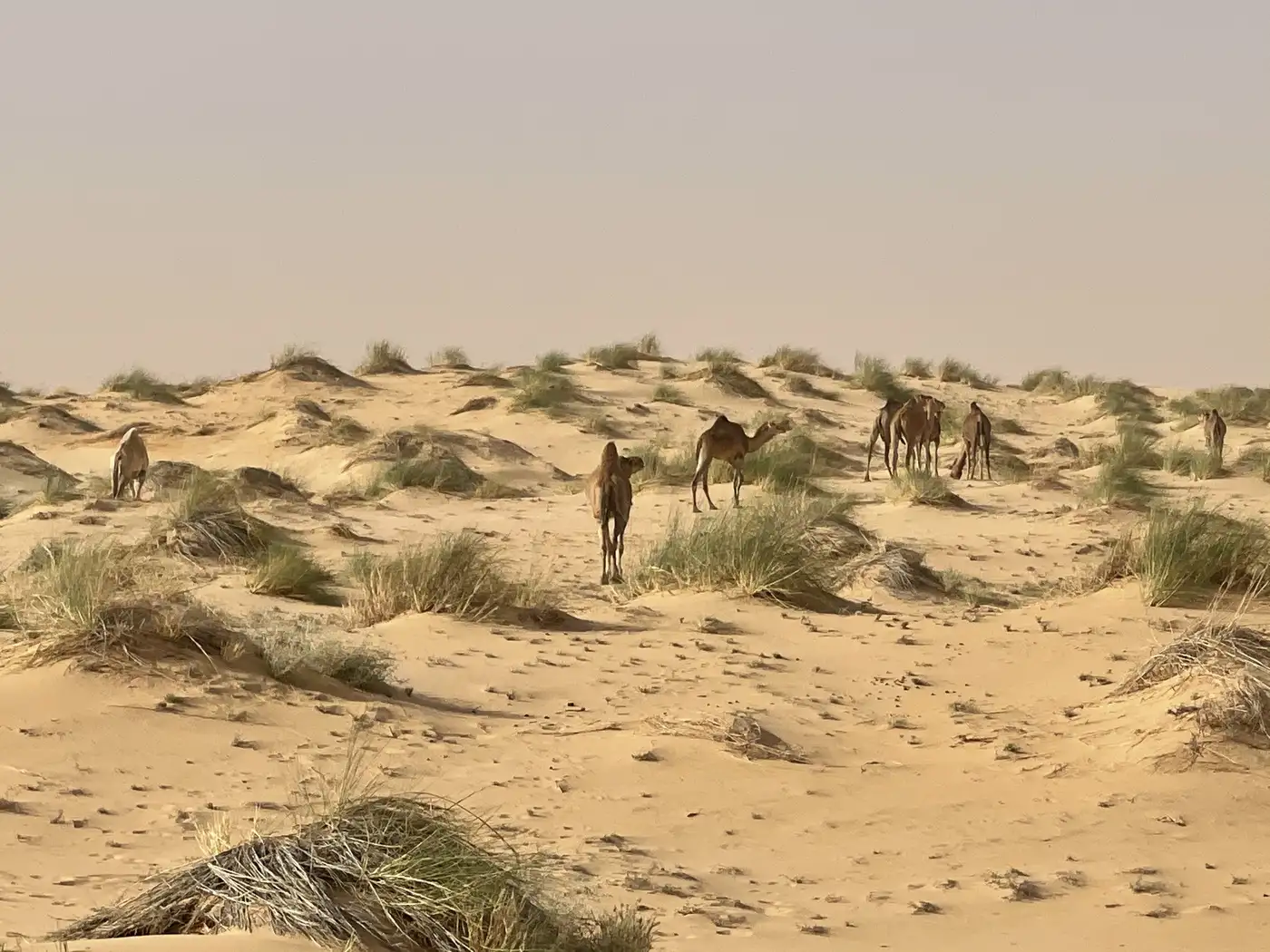 Mauritania | Location: Mauritania