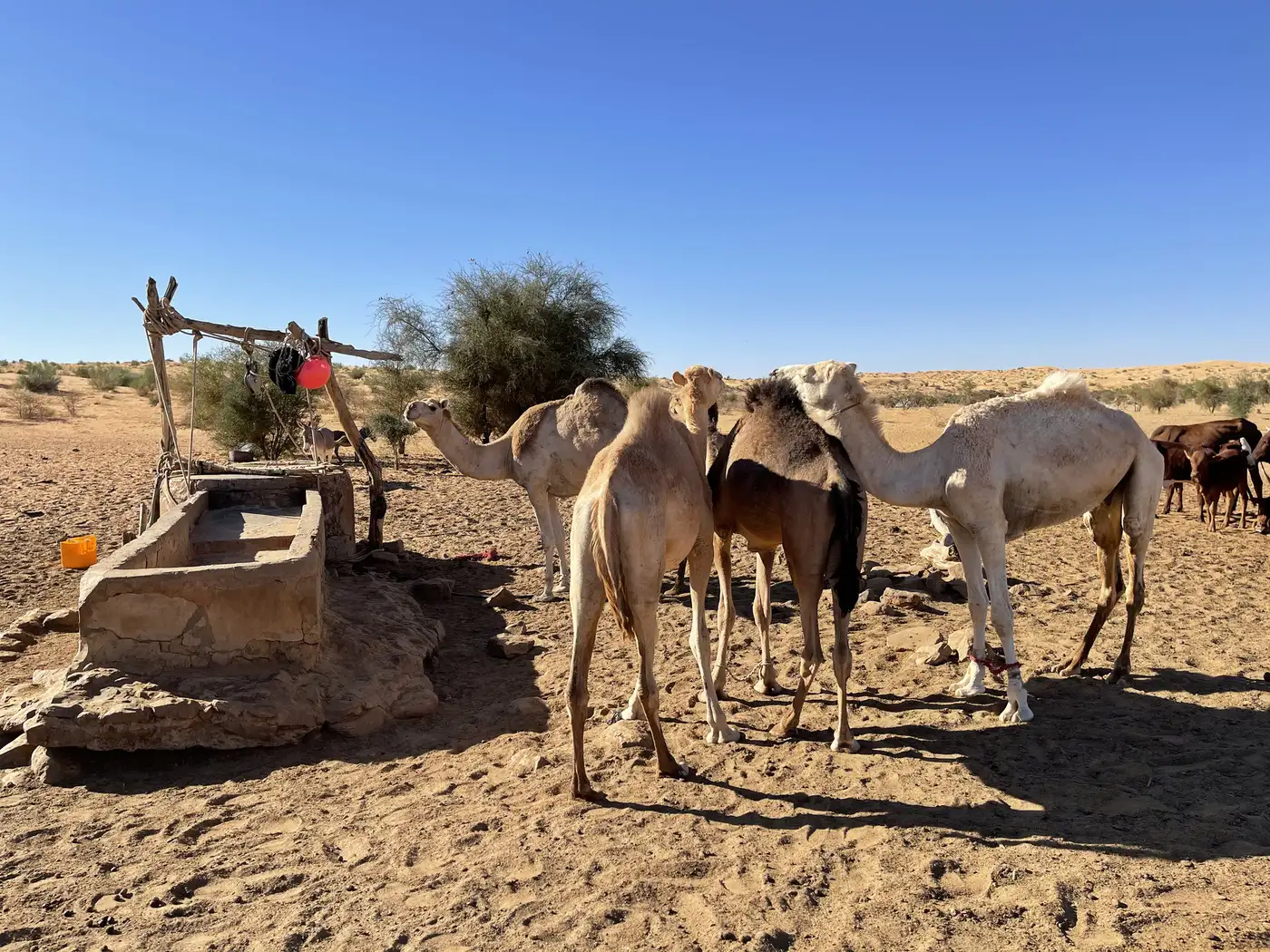 Mauritania | Location: Mauritania