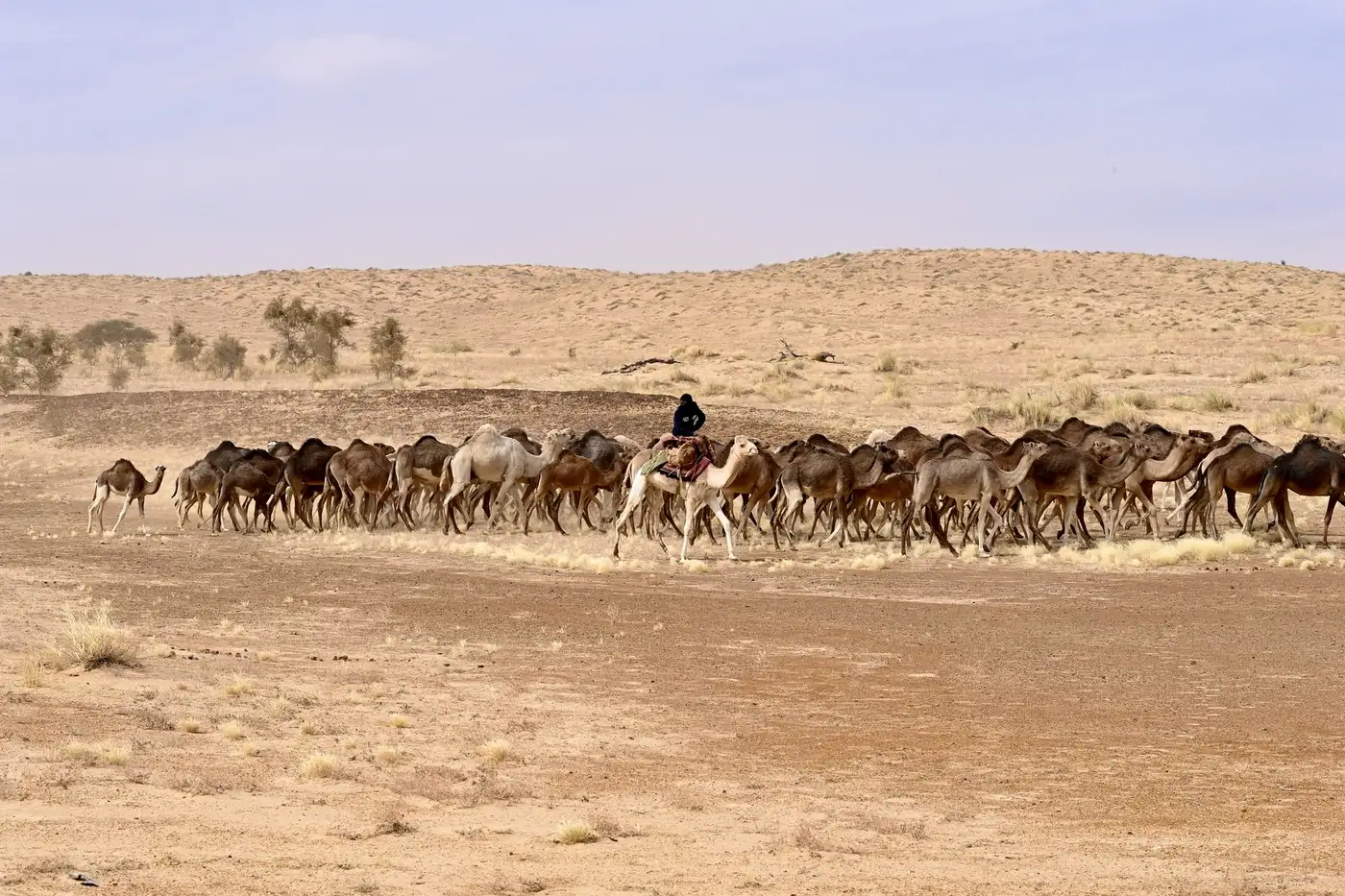 Mauritania | Location: Mauritania