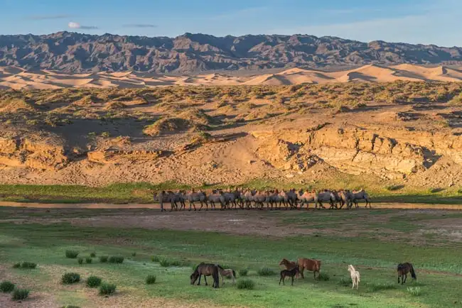 Khongor Sands | Location: Mongolia