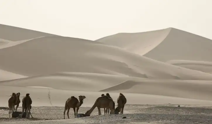 Camels in the Sahara awaiting their riders | Location: Merzouga,  Morocco