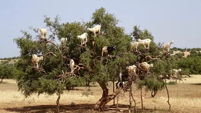 Goats in Argan Tree | Location: Essaouira,  Morocco