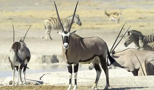 Oryx / Gemsbok | Location: Etosha National Park,  Namibia