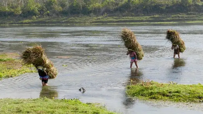 Elephant Grass | Location: Nepal