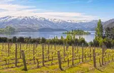 Wanaka Vineyard | Location: New Zealand