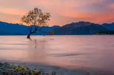 The Wanaka Tree | Location: New Zealand