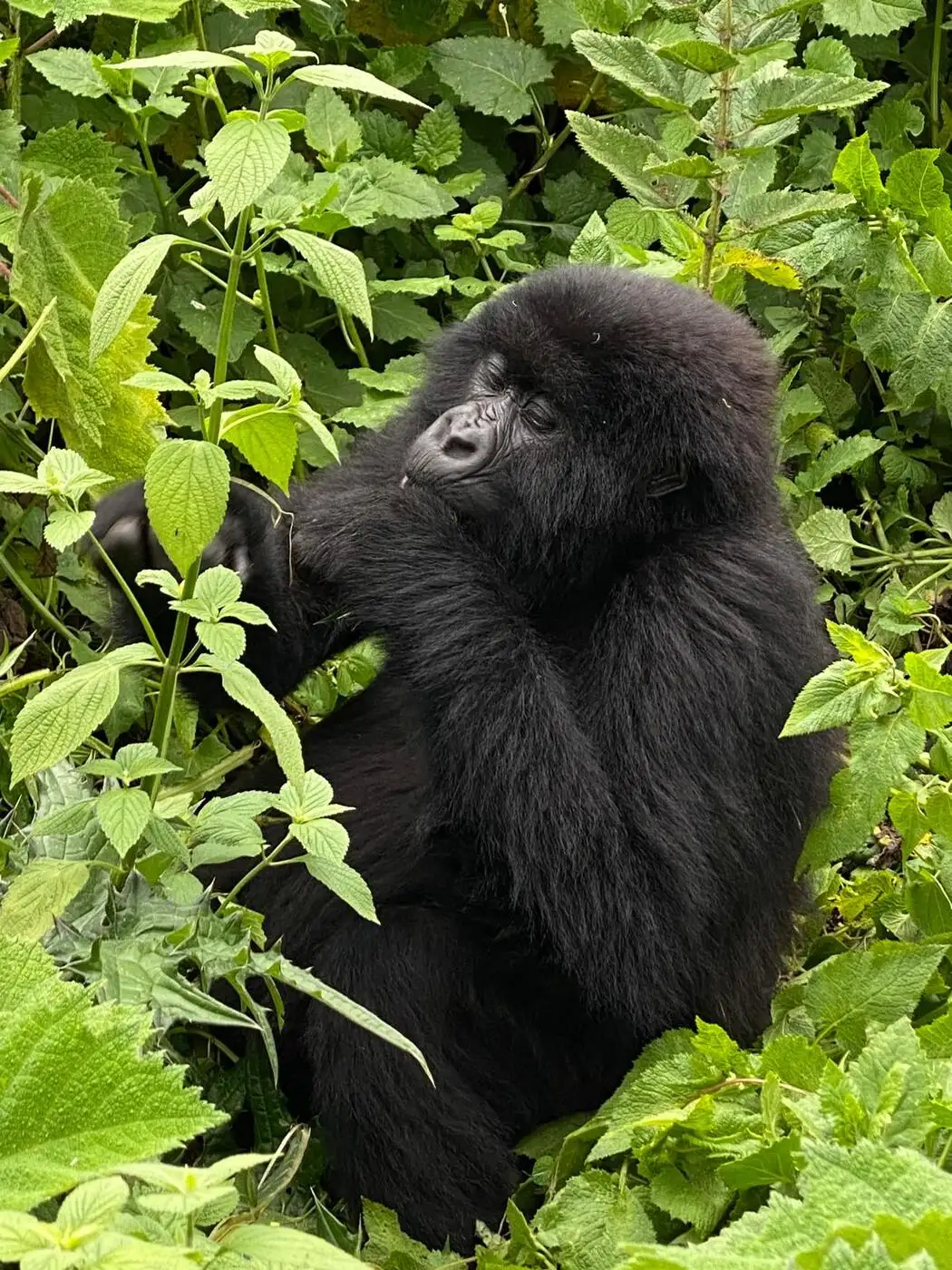 Location: Parc National des Volcans,  Rwanda