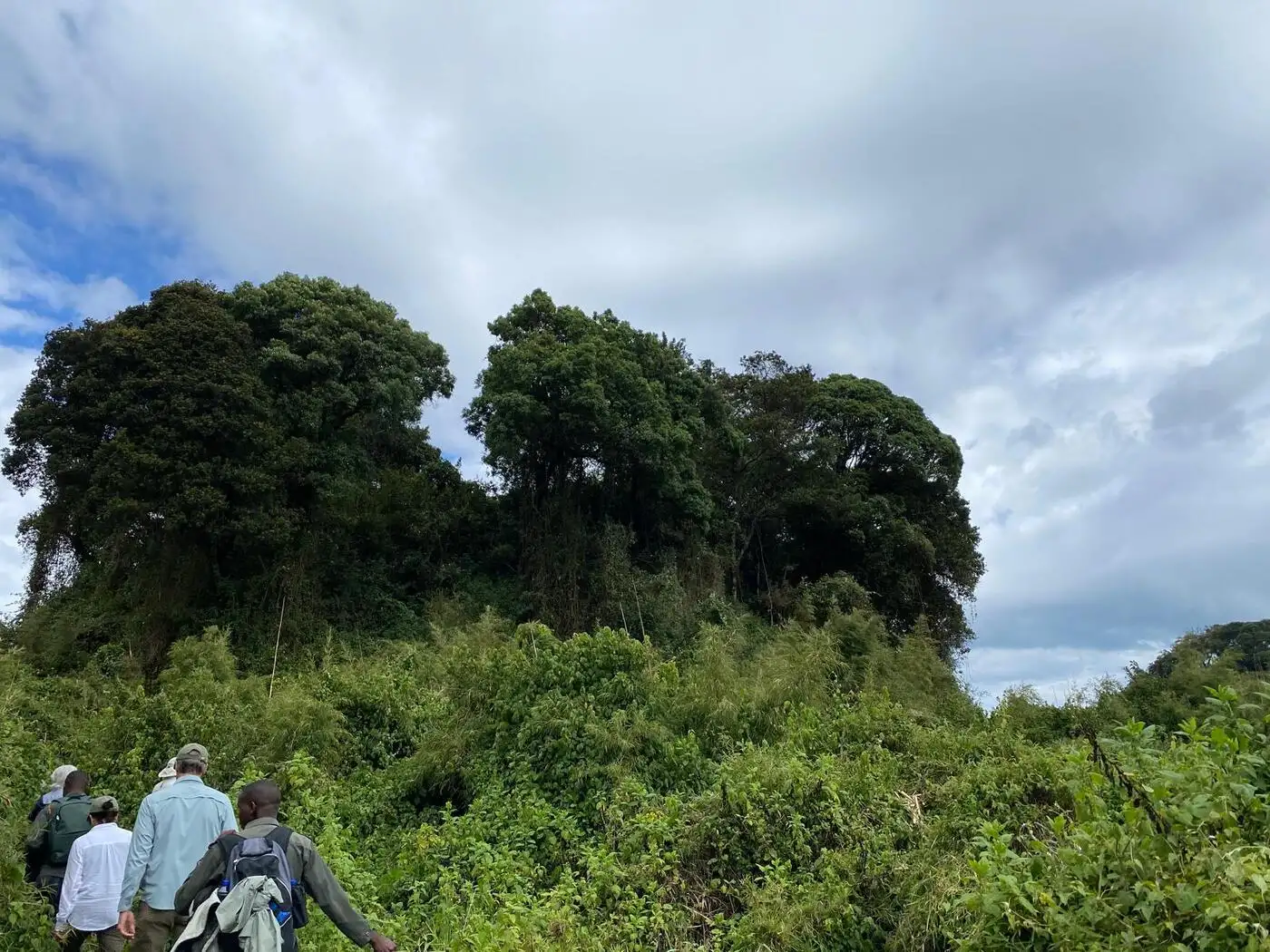 Gorilla trekking | Location: Parc National des Volcans,  Rwanda