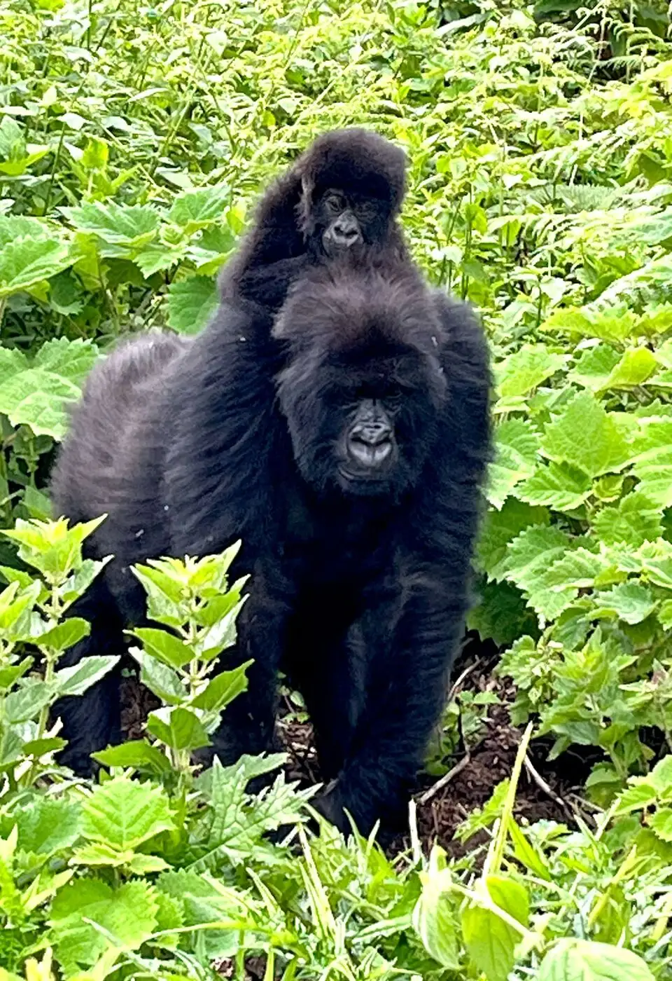 Location: Parc National des Volcans,  Rwanda