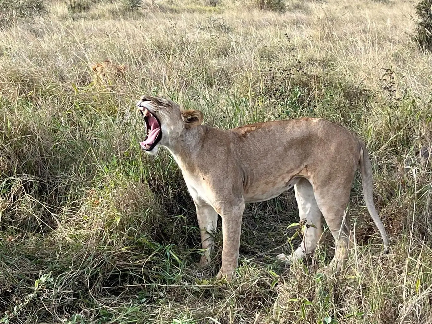 Location: Akagera National Park,  Rwanda