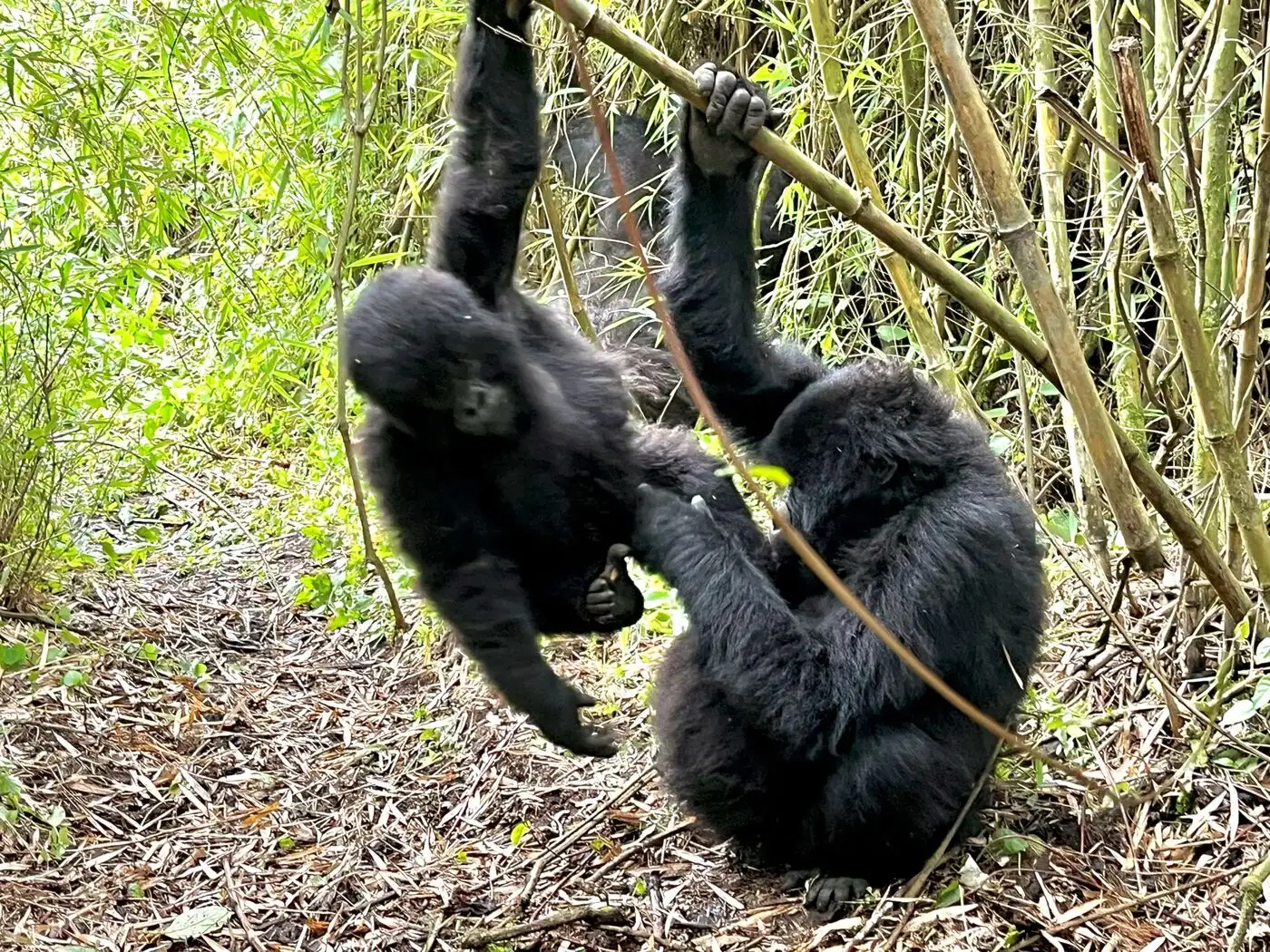 Location: Parc National des Volcans,  Rwanda