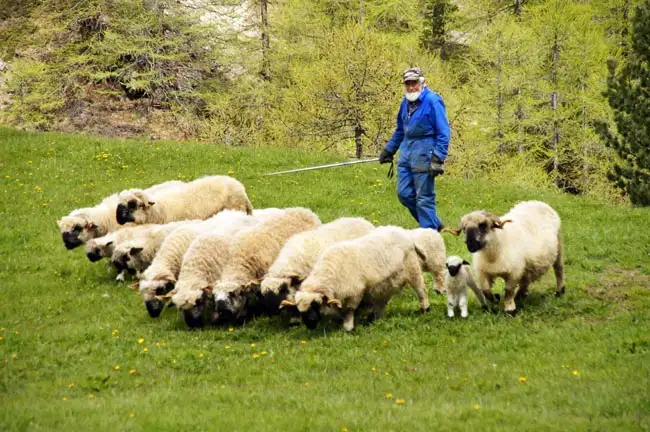 Sheep and Herder | Location: Switzerland