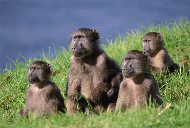 Baboons | Location: Tanzania