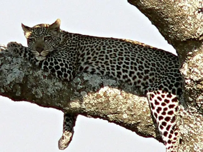 Leopard relaxing in a tree | Location: Tanzania