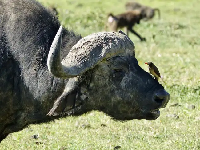 Location: Ngorongoro Conservation Area,  Tanzania