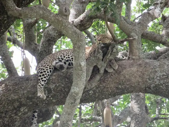 Location: Serengeti National Park,  Tanzania